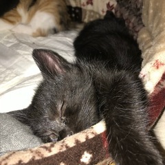 子猫 黒ちゃん