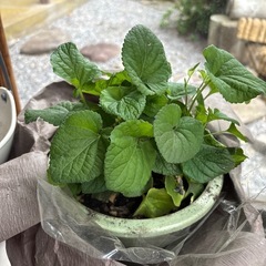 紫色の小さい花が咲く