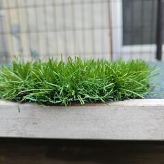 タンスのゲン人工芝の画像