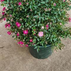 ミニバラ ミニ薔薇 満開間近 
