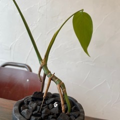 モンステラの画像