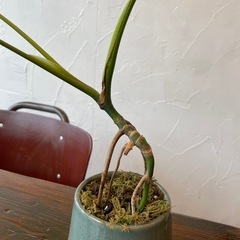 モンステラ　　の画像