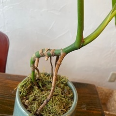 モンステラ　　の画像