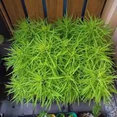 コキア・青シソ・かぼちゃの苗