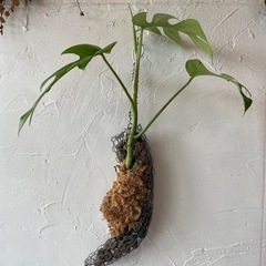 ヒメモンステラ