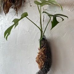 ヒメモンステラの画像