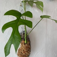 ヒメモンステラの画像