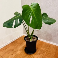 モンステラ　観葉植物