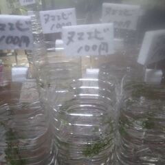 ボトル入りヌマエビ(15匹)5ボトル追加品出ししました。
