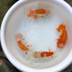 【交渉成立】らんちゅう９匹＋６０L舟の画像