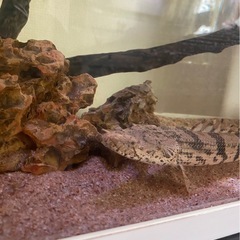 水槽と魚