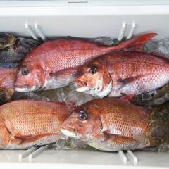 日本海での船釣り、真鯛、狙いませんか？