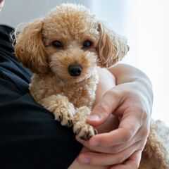 保護犬のグルーミング　トリマーさんトリマーのたまごボランティアさ...