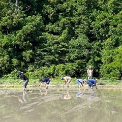 手植えで田植え体験したい方募集！