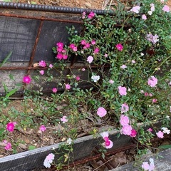 ミニ薔薇の画像