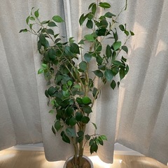 造木