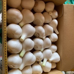 無農薬 生にんにく 掘りたて の画像