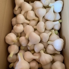 無農薬 生にんにく 掘りたて の画像