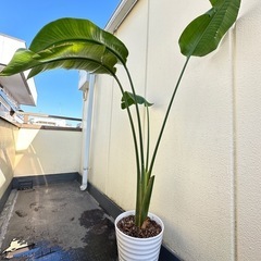 陶器鉢入りオーガスタ 大型サイズ