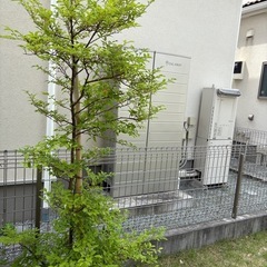 トキワマンサク　【庭木・植木】現地引き取り限定！元気な庭木をお譲りしますの画像