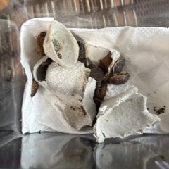 餌用デュビア25匹