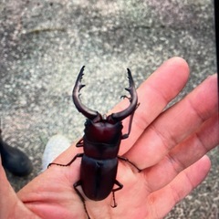 ノコギリクワガタorカブトムシの採集に同行します(^^) 