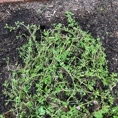 芝生の代わり、雑草抑制グランドカバー　ヒメイワダレソウ　ピンク花　の画像