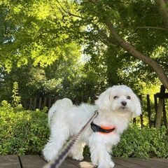 保護犬にお散歩を教えてもらえるお散歩ボランティアとお散歩ボ…