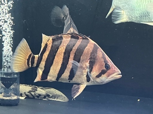 ダトニオプラスワン・リアルバンド