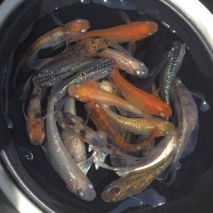 ⭐️バラエティ　メダカセット⭐️ 25匹   綺麗です！