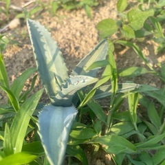 アガベ　エクスパンサパリーダの画像