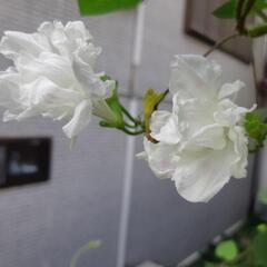 【珍しい朝顔小苗】差し上げます！の画像