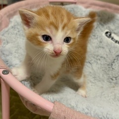 🍒🍓アメショー柄茶白、三毛猫兄弟です🍒🍓