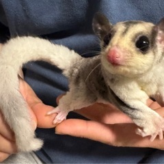 フクロモモンガ チョッキモザイクhetリューシちゃん