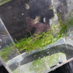 【鳳凰めだかヒカリ体型リアルロングフィン】の画像