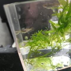 【鳳凰めだかヒカリ体型リアルロングフィン】の画像