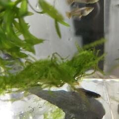 【鳳凰めだかヒカリ体型リアルロングフィン】の画像