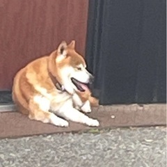 大阪府箕面市迷子犬⭐️柴犬