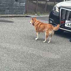 大阪府箕面市迷子犬⭐️柴犬 - 箕面市