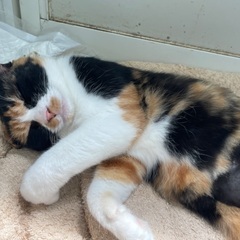 バットマンマスクの三毛、サビ柄ちゃん