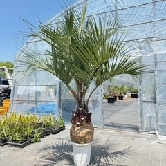 【即植えOK！厳選ココスヤシ】サイズ選べます／在庫多数あり！の画像