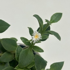 植物 ベビーサンローズ 白花