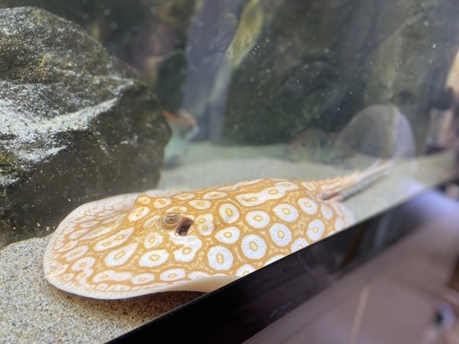 アルビノクロコ淡水エイ無料濾過槽