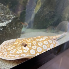 死淡水エイ 40cm