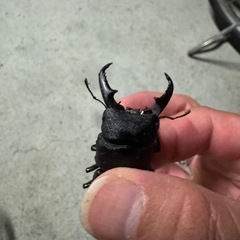 ヒラタクワガタ