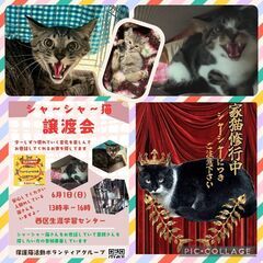 保護猫の譲渡会ニャ！シャー！2025/6/1(日)名古屋市…
