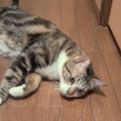 ３歳の男の子 - 大分市