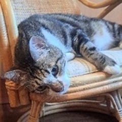 ３歳の男の子
