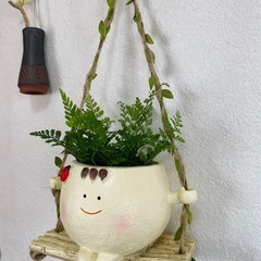 植物　吊るすタイプ　ダバリア　