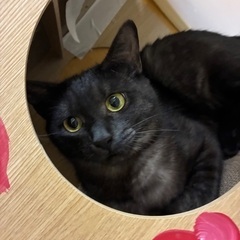 保護猫ルナちゃん里親募集中